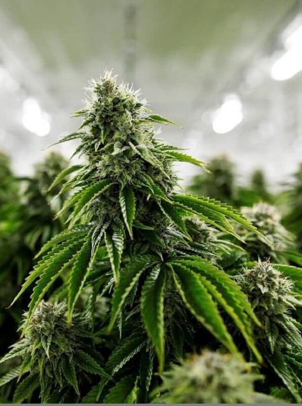 How to Grow Cannabis at Home: Complete Guide